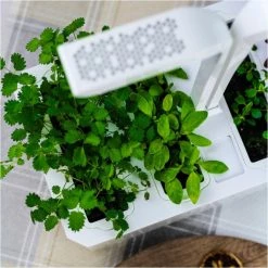 Véritable Kochen & Backen Zubehör Véritable Classic Inkl. 4 Packs Indoor-Garten Weiß 11 Véritable Kochen & Backen Zubehör Véritable Classic Inkl. 4 Packs Indoor-Garten Weiß -Raclette Grills Verkaufsgeschäft 3ea4e256 1bcc 4baa 8689 eadccafc7d83 600x600