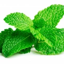 Kochen & Backen Zubehör Emsa Click & Grow Pfefferminze Indoor-Garten Zubehör Substratkapsel 3er-Set