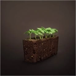 Véritable Kochen & Backen Zubehör Véritable Lingot Glatte Petersilie Bio Indoor-Garten Zubehör 5 Véritable Kochen & Backen Zubehör Véritable Lingot Glatte Petersilie Bio Indoor-Garten Zubehör -Raclette Grills Verkaufsgeschäft b9b82486 732a 4903 b3be 2b0858d0c64d 600x600