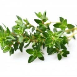 Kochen & Backen Zubehör Emsa Click & Grow Thymian Indoor-Garten Zubehör