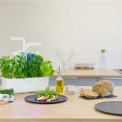 Véritable Kochen & Backen Zubehör Véritable Classic Inkl. 4 Packs Indoor-Garten Weiß 12 Véritable Kochen & Backen Zubehör Véritable Classic Inkl. 4 Packs Indoor-Garten Weiß -Raclette Grills Verkaufsgeschäft f99b84a8 cf6c 4809 abed 06e0c3864153 600x600